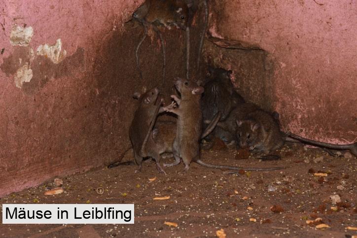 Mäuse in Leiblfing
